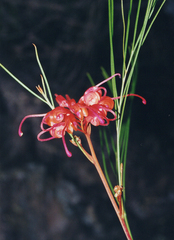 Grevillea johnsonii, photograph (c) Lachlan Copeland, some rights reserved (CC BY-SA)