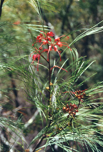 Grevillea johnsonii, photograph 1