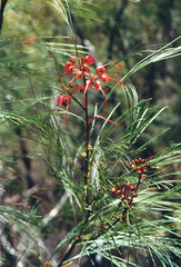 Grevillea johnsonii