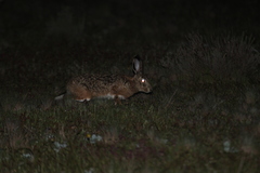 Lepus granatensis