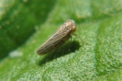 Megophthalminae