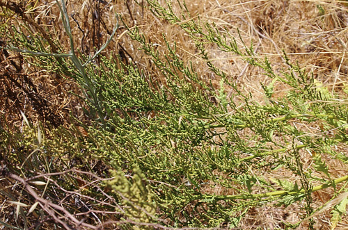 Dysphania chilensis iNat (1)