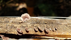 Deconica horizontalis