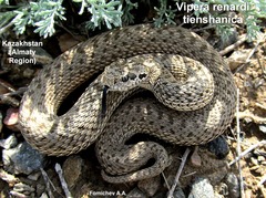 Vipera renardi