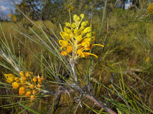 Honeysuckle Grevillea (Grevillea juncifolia)