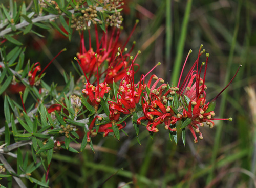Grevillea juniperina (Grevillea juniperina)