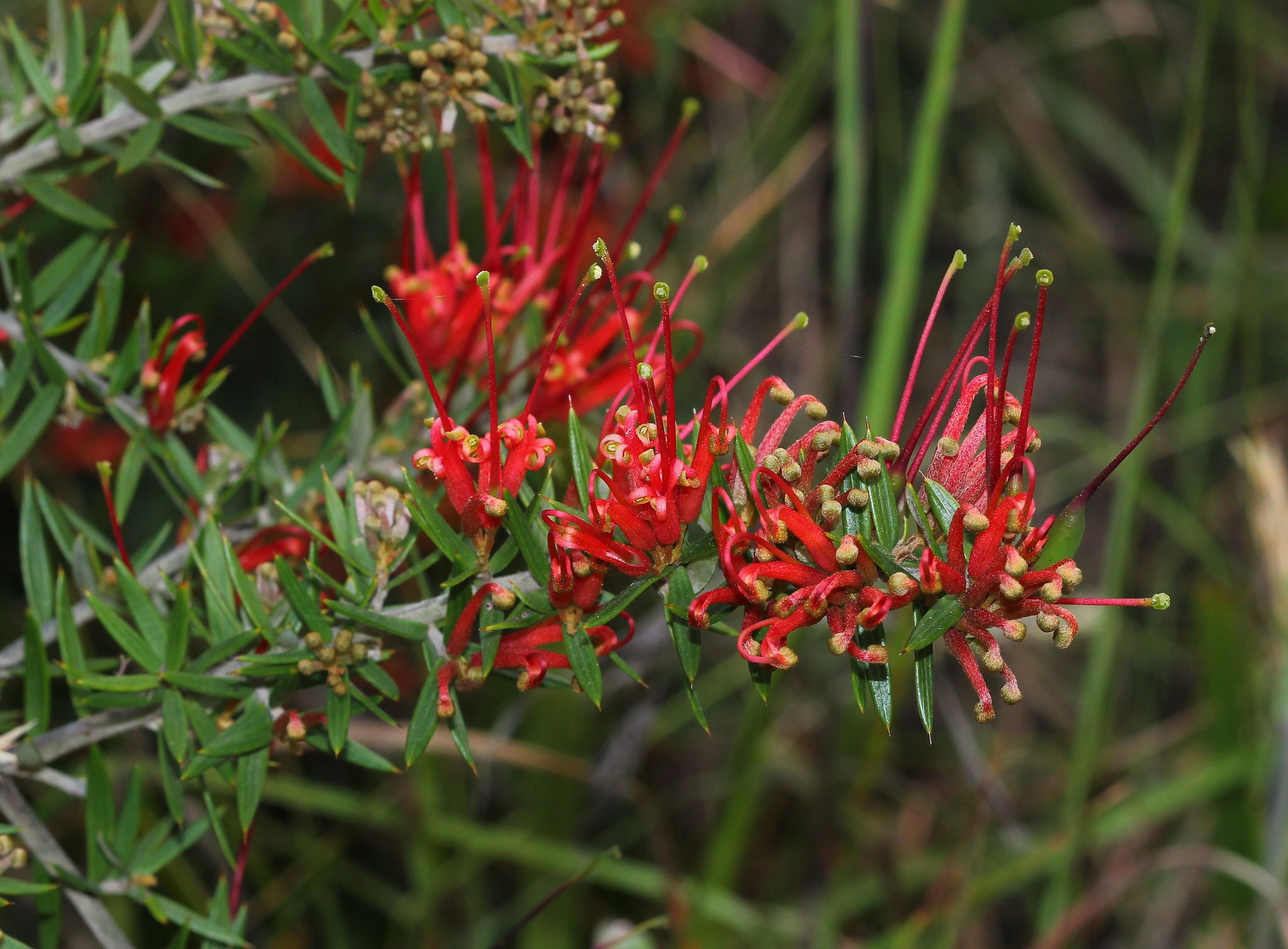 Grevillea Juniperina (Grevillea juniperina)
