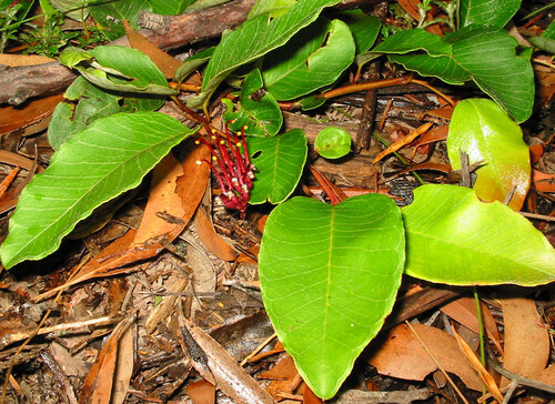 Laurel-leaf Grevillea (Grevillea laurifolia)