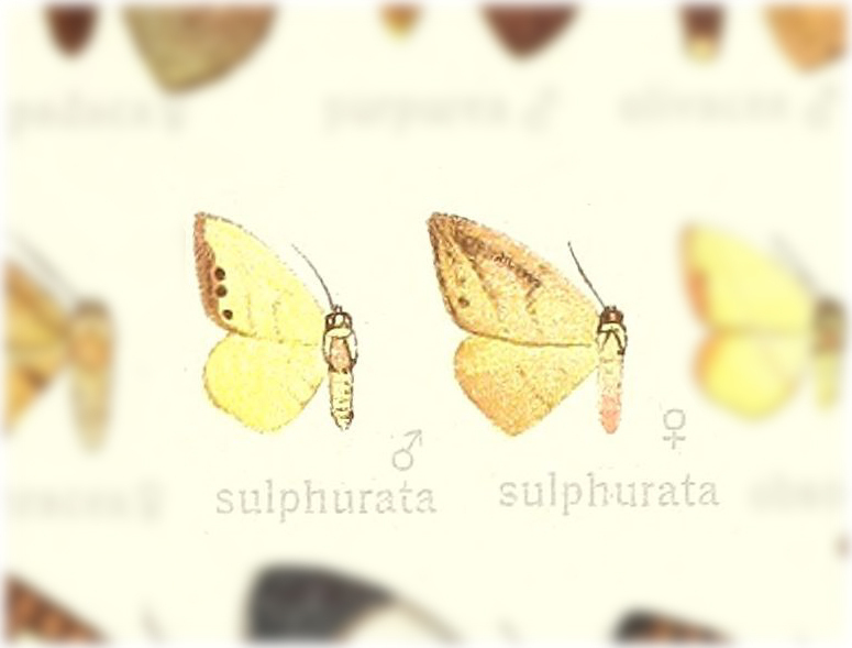 Astatochroa sulphurata