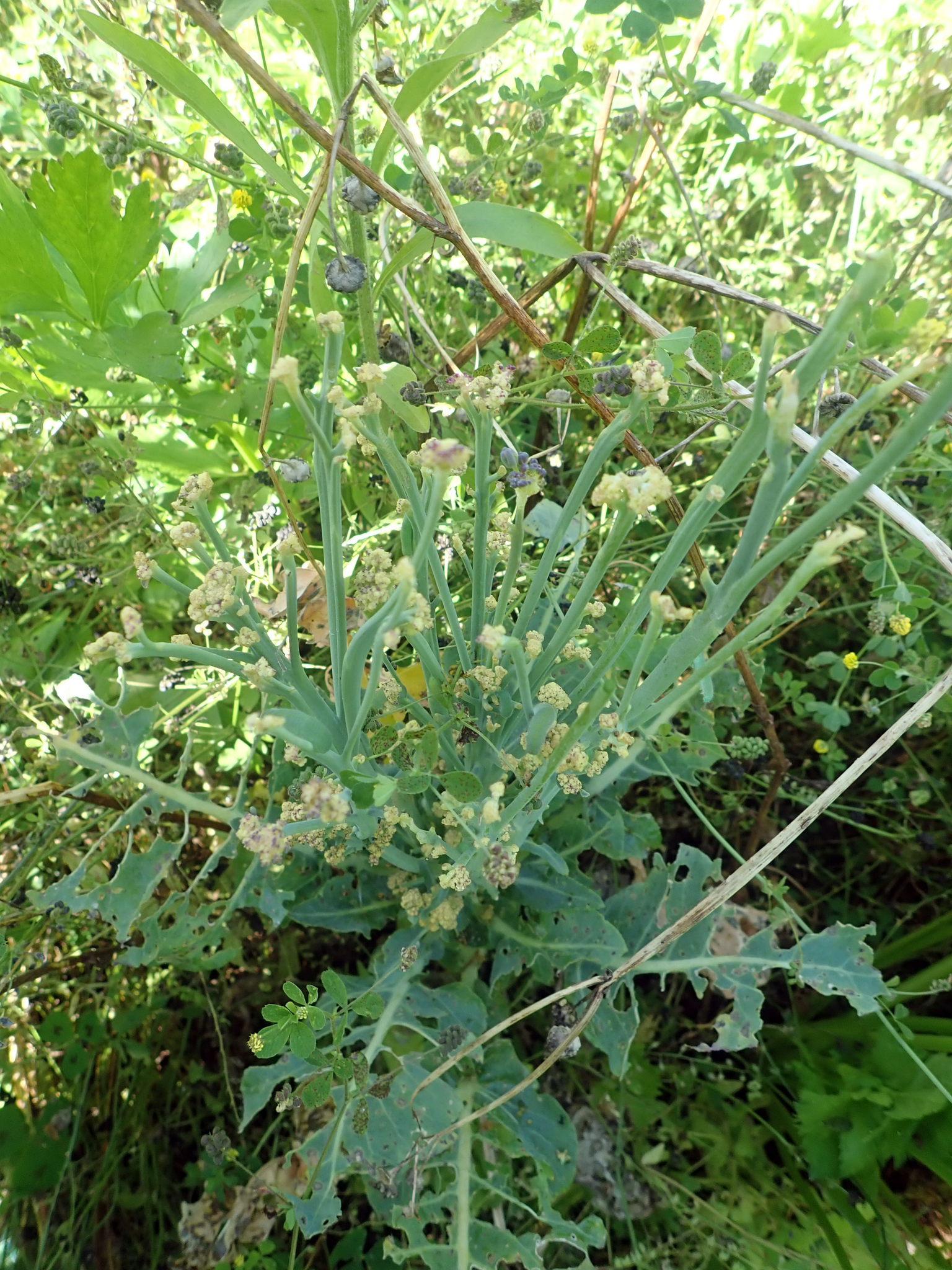 Cauliflower