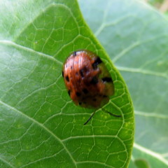Laccoptera impressa