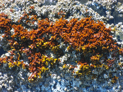 Pelvetiopsis limitata