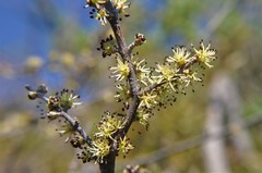 Forestiera phillyreoides