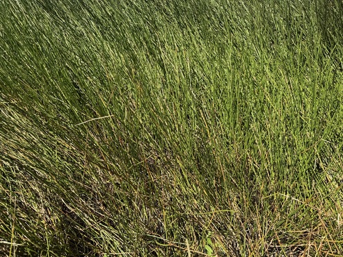 Eleocharis dulcis iNat (2)