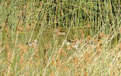 Ringed Teal (Callonetta leucophrys), photo 5