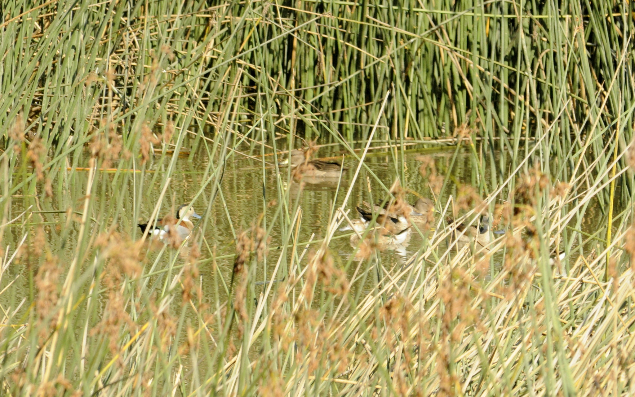 Ringed Teal (Callonetta leucophrys), photo 8