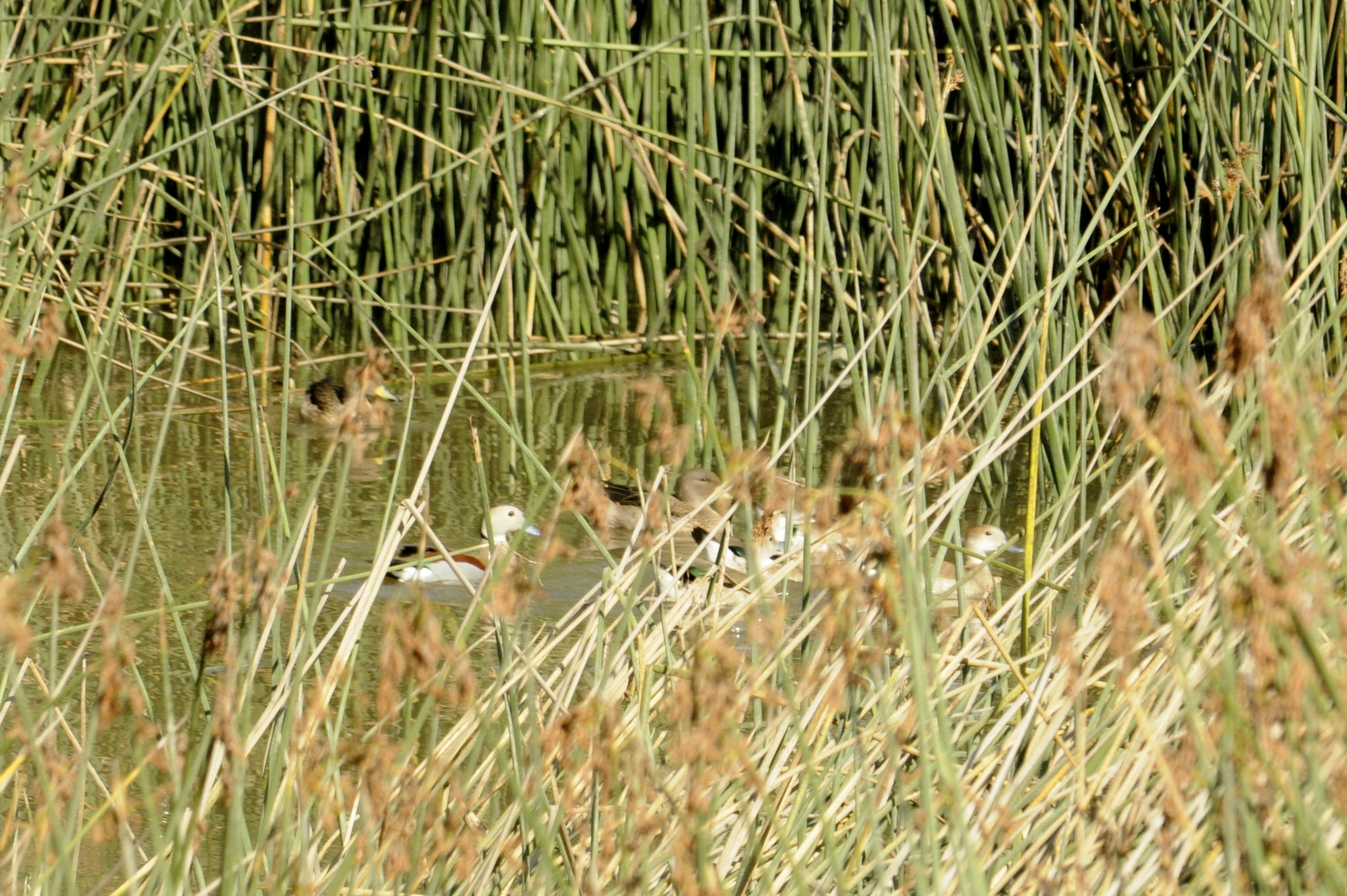 Ringed Teal (Callonetta leucophrys), photo 7