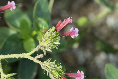 Echium stenosiphon, photograph 1