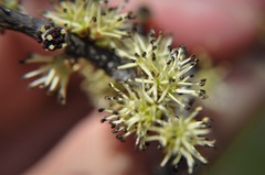 Forestiera phillyreoides