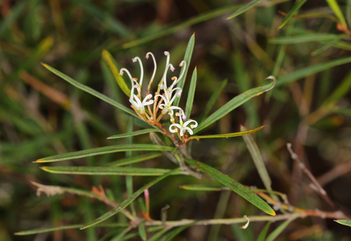 small-flower grevillea (Grevillea parviflora)