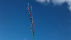 Andropogon leucostachyus