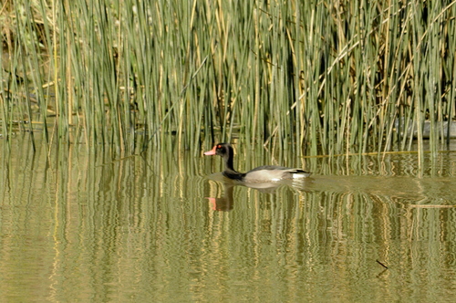 Rosy-billed Pochard (Netta peposaca), photo 7