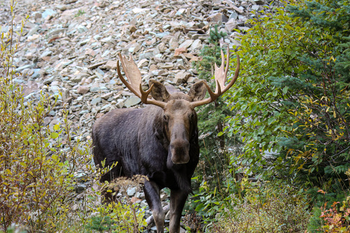 Moose photographed in Montana