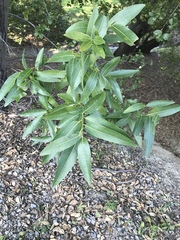 Umbellularia californica