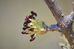 Forestiera phillyreoides