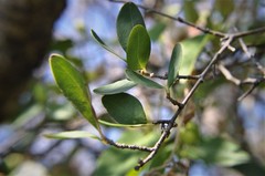 Forestiera phillyreoides