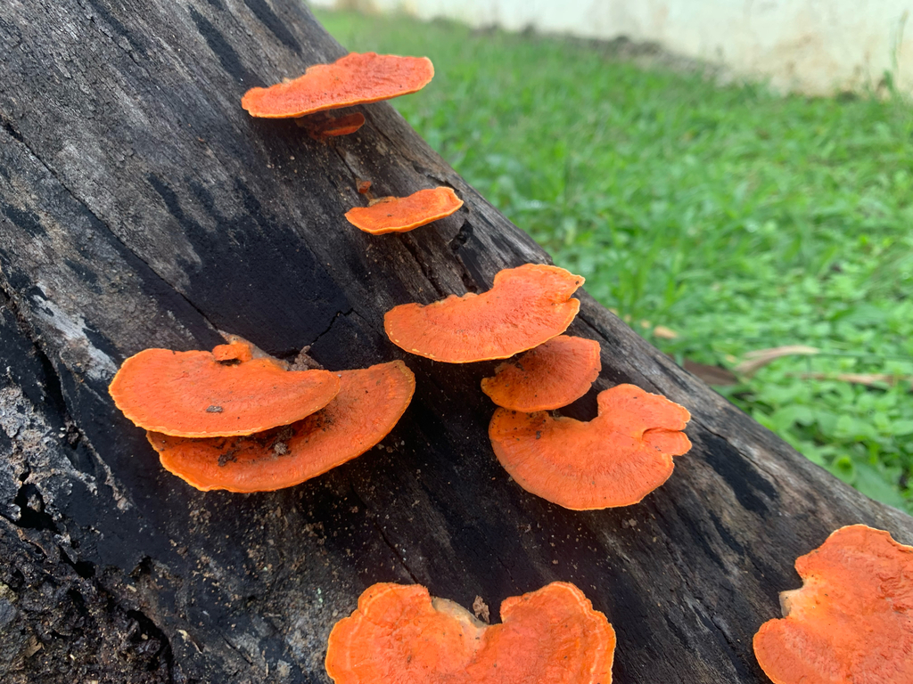 Trametes sanguinea · February 2026 · photo: © gabrieljovencio (iNaturalist, cc-by)