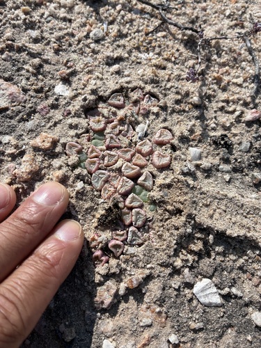 Fenestraria rhopalophylla