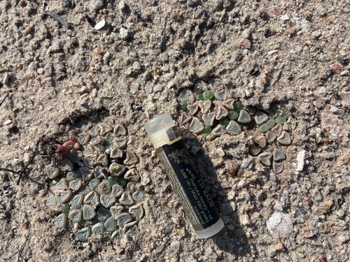 Fenestraria rhopalophylla