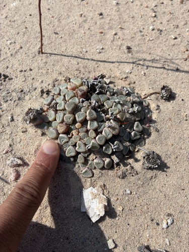 Fenestraria rhopalophylla