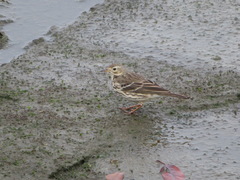 Anthus rubescens japonicus
