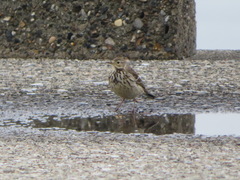 Anthus rubescens japonicus