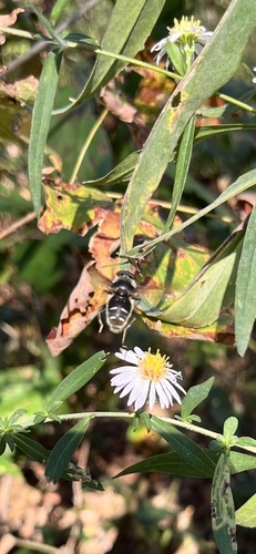 Unknown species found near Hampton, CT, US