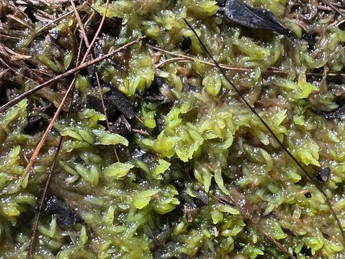 Sphagnum fitzgeraldii observed 2026-01-28