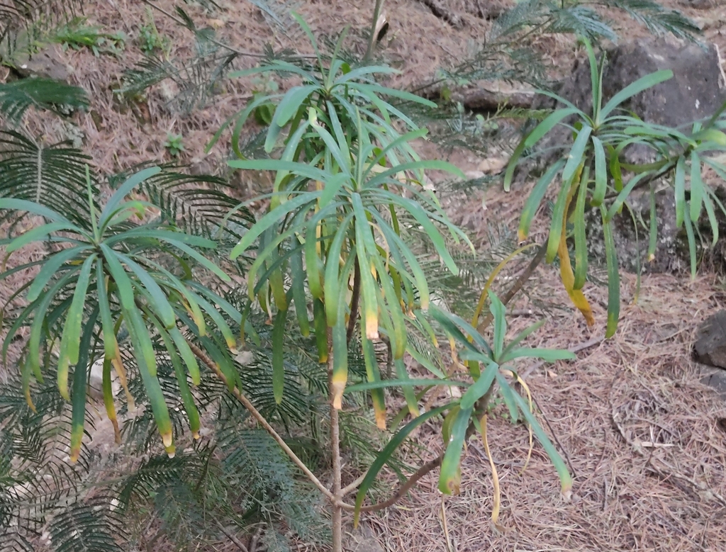Euphorbia tuckeyana; photograph (c) Julius P, some rights reserved (CC BY)