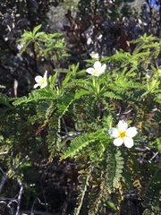 Chamaebatia australis