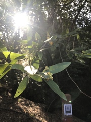 Umbellularia californica