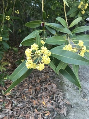 Umbellularia californica