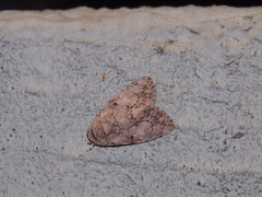 Barasa acronyctoides