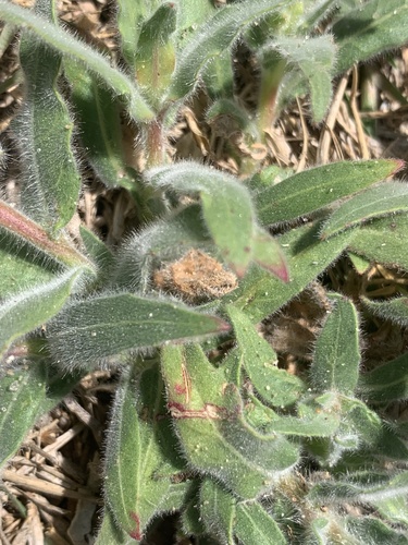 Oenothera mollissima, photograph 2