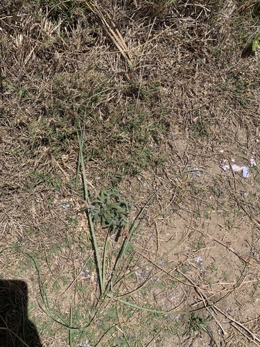 Oenothera mollissima, photograph 3