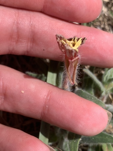 Oenothera mollissima, photograph 4