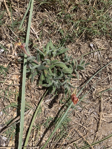 Argentine evening primrose (Oenothera mollissima)
