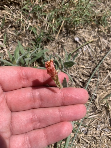 Oenothera mollissima, photograph 5