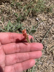 (c) leahmv, some rights reserved (CC BY) Oenothera mollissima, photograph (c) leahmv, some rights reserved (CC BY)