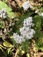 Stevia serrata